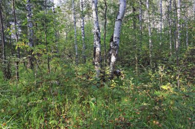 Güzel sonbahar orman sahne ile altın yapraklar illumining sıcak ışık ışınları