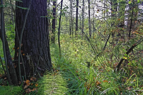 Hermoso Paisaje Del Bosque Otoño Con Rayos Luz Cálida Que — Foto de Stock