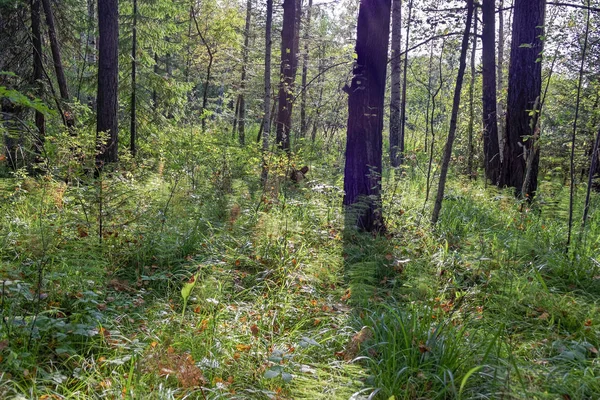 Bela Paisagem Floresta Outono Com Raios Luz Quente Iluminando Folhagem — Fotografia de Stock