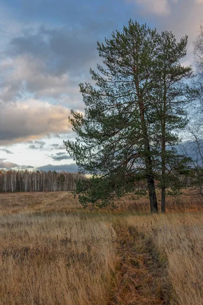 Autumn landscape with dried grass in the meadow on the background of forest and sunset sky with clouds illuminated by the setting sun