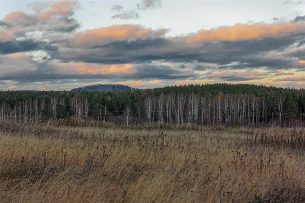 Herbstlandschaft Mit Getrocknetem Gras Auf Der Wiese Vor Dem Hintergrund — Stockfoto