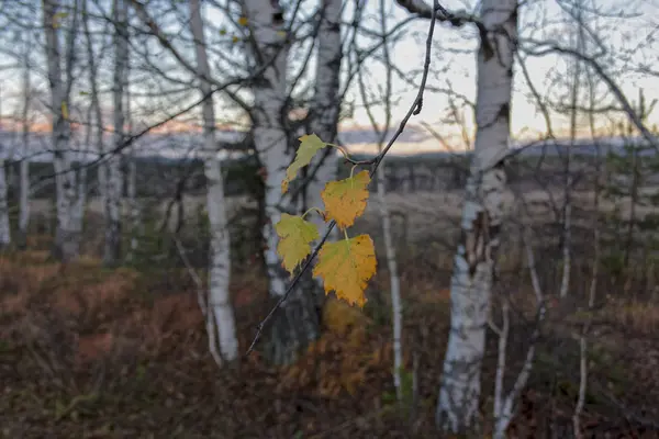 Paesaggio Autunnale Con Erba Secca Nel Prato Sullo Sfondo Della — Foto Stock