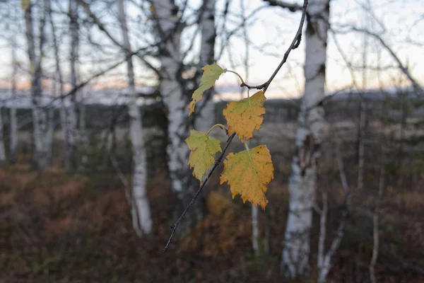 Paesaggio Autunnale Con Erba Secca Nel Prato Sullo Sfondo Della — Foto Stock