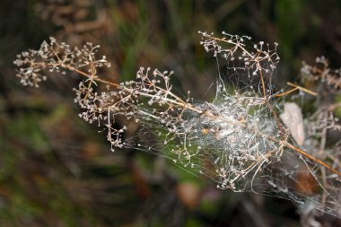 Kurutulmuş bitkilerin sap üzerinde bulanık sonbahar arka plan yakın çekim