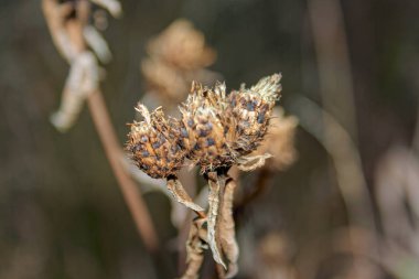 Kurutulmuş bitkilerin sap üzerinde bulanık sonbahar arka plan yakın çekim