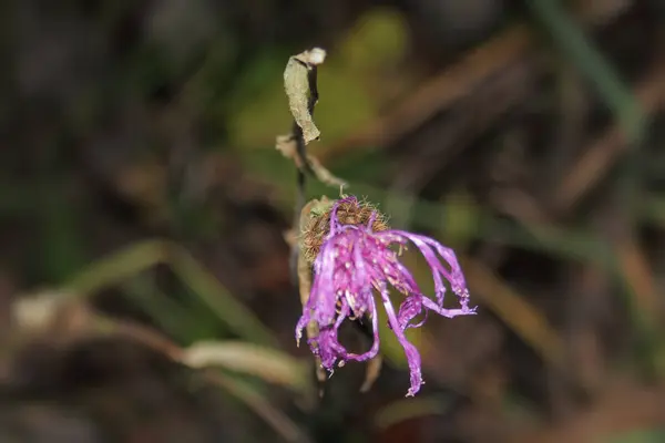 Gambi Piante Essiccate Sfondo Autunnale Sfocato Primo Piano — Foto Stock