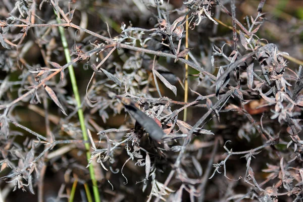 Tiges Plantes Séchées Sur Fond Automne Flou Gros Plan — Photo