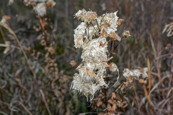 Tallos Plantas Secas Sobre Fondo Borroso Otoño — Foto de Stock