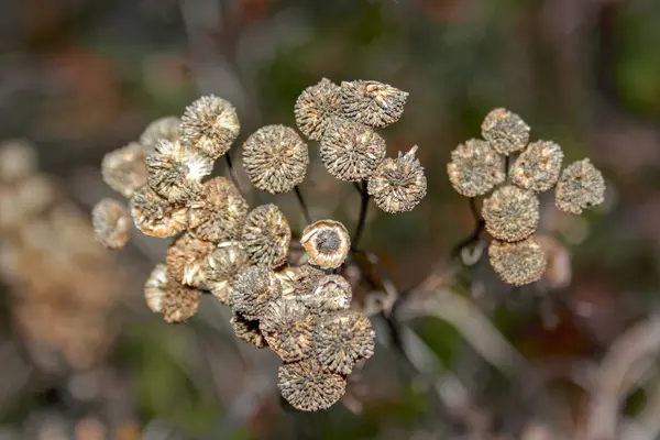 Tallos Plantas Secas Sobre Fondo Borroso Otoño — Foto de Stock