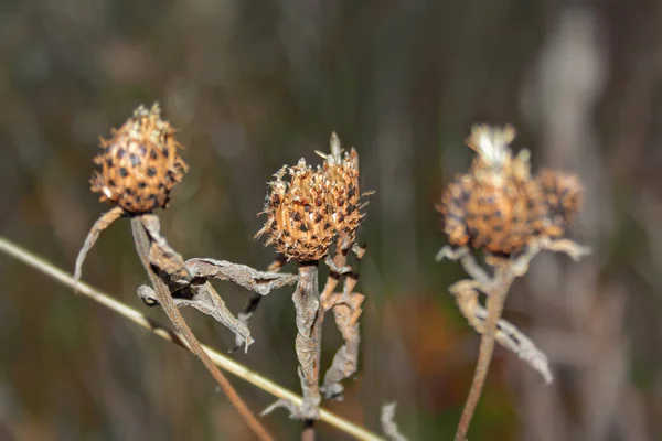 Tallos Plantas Secas Sobre Fondo Borroso Otoño —  Fotos de Stock