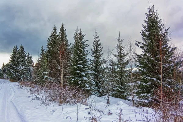 Paysage Hivernal Forêt Épinettes Dans Les Montagnes Coucher Soleil — Photo