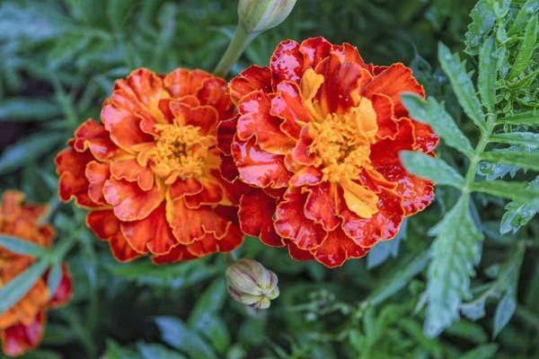 Güzel Yaz Yakın Çekim Flowerbed Çiçeklenir — Stok fotoğraf