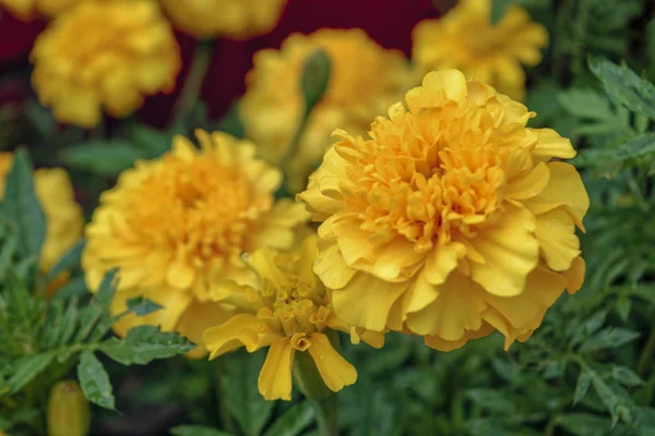 Güzel Yaz Yakın Çekim Flowerbed Çiçeklenir — Stok fotoğraf