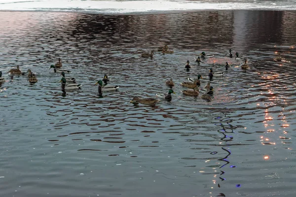 Flock Wild Ducks Wintering River City Park Beautiful Sunset Scene — Stock Photo, Image