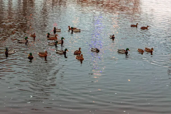 Flock Wild Ducks Wintering River City Park Beautiful Sunset Scene — Stock Photo, Image