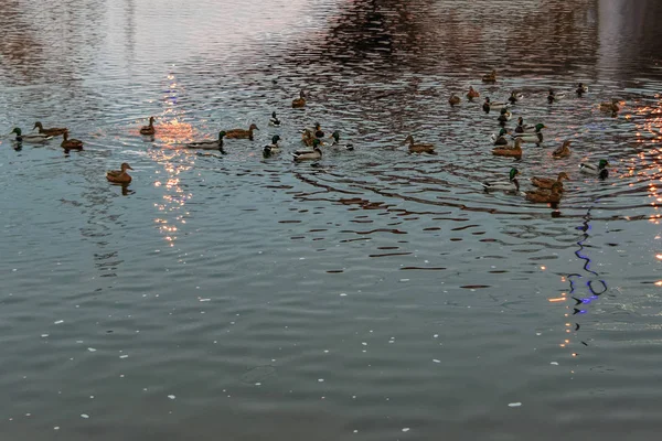 Flock Wild Ducks Wintering River City Park Beautiful Sunset Scene — Stock Photo, Image