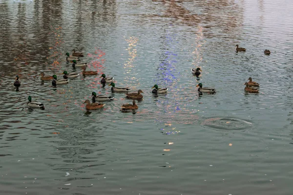Una Bandada Patos Salvajes Invernando Río Parque Ciudad Hermosa Escena — Foto de Stock