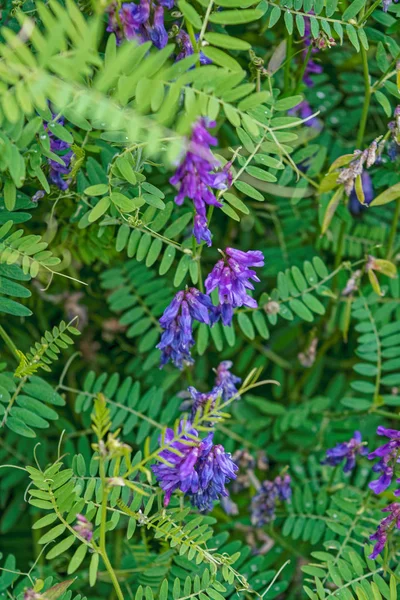 Vetch Copetudo Vicia Cracca Púrpura Flor Silvestre Floreciendo Bosque Cerca — Foto de Stock