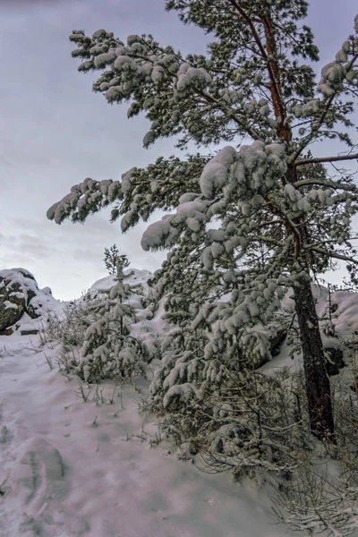 Paisagem Inverno Floresta Abeto Nas Montanhas Pôr Sol — Fotografia de Stock