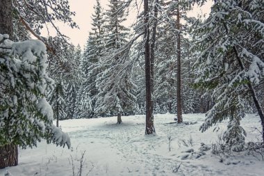 Kış manzara Ladin ormanda günbatımı, dağlar