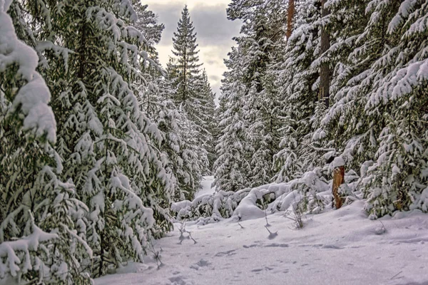 Winterlandschaft Fichtenwald Den Bergen Bei Sonnenuntergang — Stockfoto