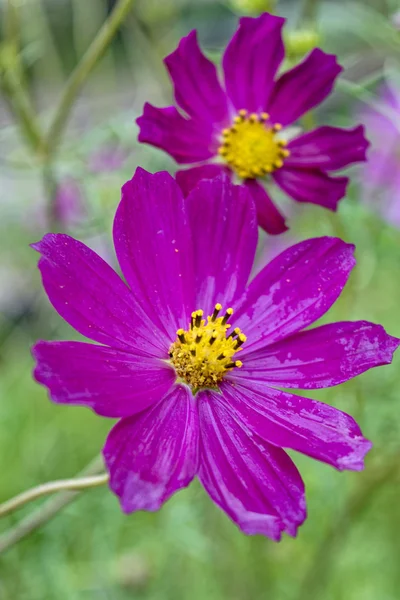 Macro Bright Pink Cosmos Flowers Garden Blur Background — Stock Photo, Image