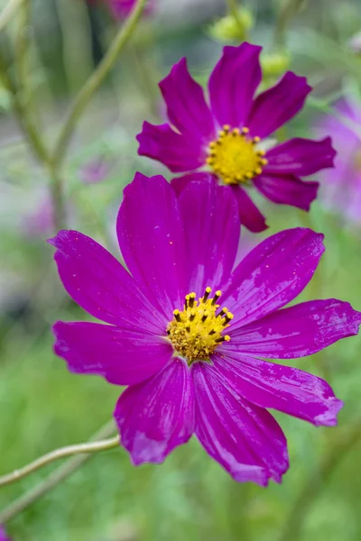 Μακροεντολή Φωτεινό Ροζ Cosmos Λουλούδια Στον Κήπο Θάμπωμα Του Φόντου — Φωτογραφία Αρχείου