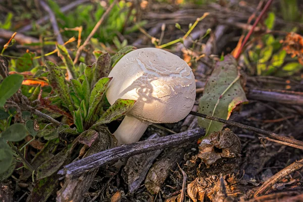 Шампиньонский Гриб Agaricus Bisporus Растущий Траве Лугу — стоковое фото