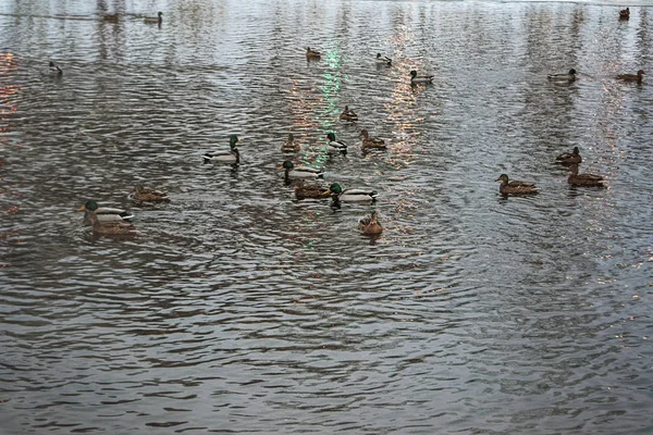 Troupeau Canards Sauvages Hivernant Sur Rivière Dans Parc Municipal Belle — Photo