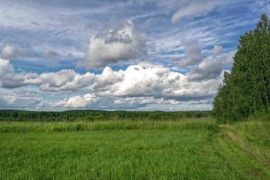 Sıcak bir günde bir ormanın kenarında yaz manzara