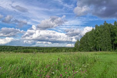Sıcak bir günde bir ormanın kenarında yaz manzara