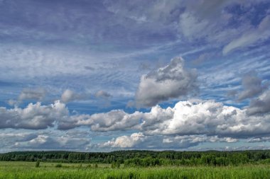 Sıcak bir günde bir ormanın kenarında yaz manzara