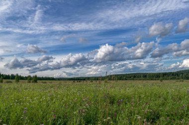 Sıcak bir günde bir ormanın kenarında yaz manzara