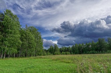 Sıcak bir günde bir ormanın kenarında yaz manzara