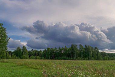 Sıcak bir günde bir ormanın kenarında yaz manzara