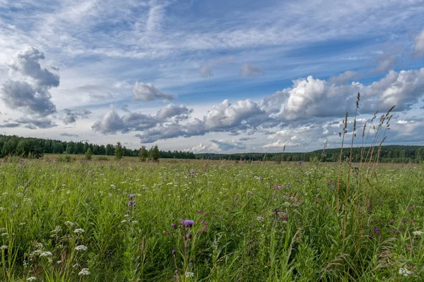 Paysage Estival Lisière Une Forêt Par Une Chaude Journée — Photo