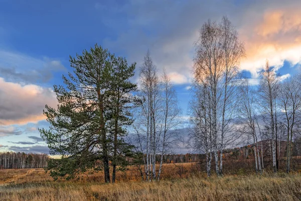 Autumn landscape with dried grass in the meadow on the background of forest and sunset sky with clouds illuminated by the setting sun