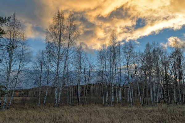 Autumn landscape with dried grass in the meadow on the background of forest and sunset sky with clouds illuminated by the setting sun