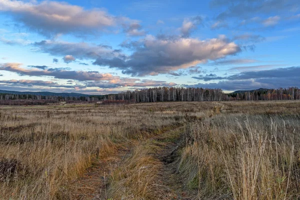 Herbstlandschaft Mit Getrocknetem Gras Auf Der Wiese Vor Dem Hintergrund — Stockfoto
