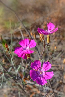 Pembe karanfil Dianthus campestris üzerinde arka plan bulanık yakın çekim