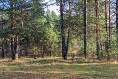 Renkli ağaçlar ve pacturesque gökyüzü güzel sonbahar orman suya yansıyan. Sonbahar Doğa Manzara.