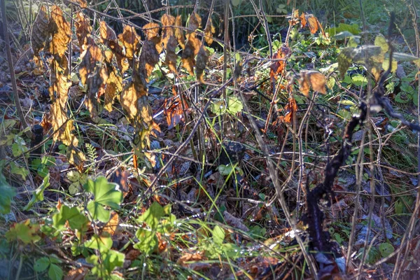 Bela Floresta Outono Com Árvores Coloridas Céu Pacturesco Refletido Água — Fotografia de Stock