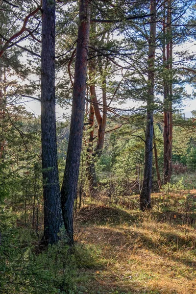 Piękny Jesienny Las Kolorowych Drzew Pacturesque Niebo Odbite Wodzie Jesienny — Zdjęcie stockowe