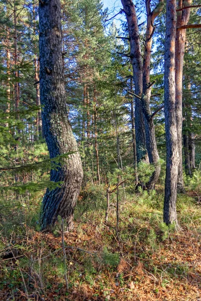 Indah Musim Gugur Hutan Dengan Pohon Pohon Berwarna Warni Dan — Stok Foto