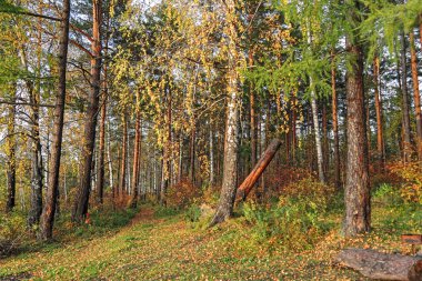 Göl kenarında ormandaki sonbahar manzara günbatımı