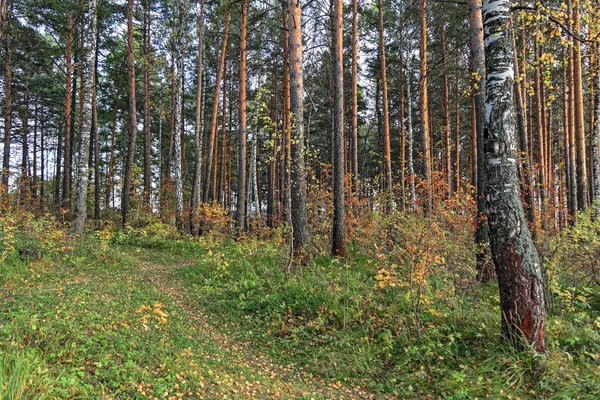 Otoño Paisaje Puesta Sol Bosque Junto Lago — Foto de Stock