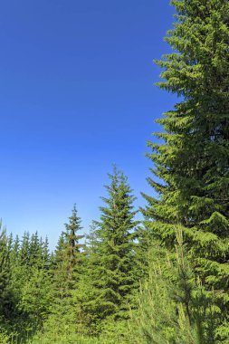 iğne yapraklı orman ve çayır güneşli gün yaz peyzaj