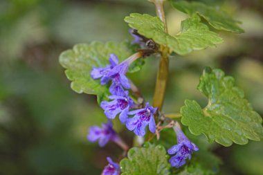 Güzel mor çiçekler yaz arka plan yakın çekim soyut