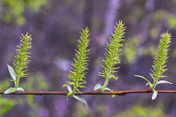 Hojas Jóvenes Verdes Primer Plano Mañana Primavera Sobre Fondo Borroso — Foto de Stock