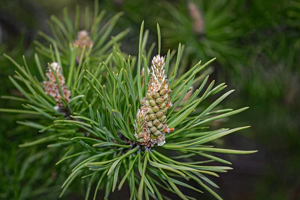 Spring Young Shoots Pine Forest Wakes — Stock Photo, Image